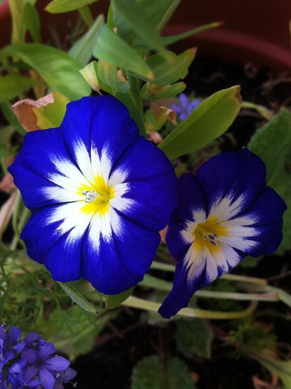 Ca' Di Bianca * Moneglia